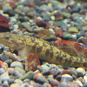 Big-head Far East Goby (Gymnogobius urotaenia) - Lake Biwa Museum