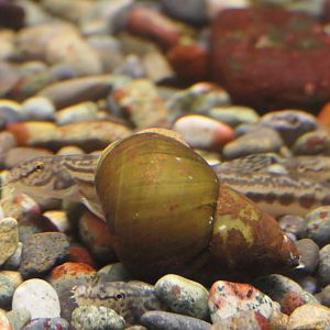 Western Japanese Striped Loach (Cobitis sp. BIWAE type B) - Lake Biwa Museum