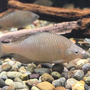 Oily Bitterling (Tanakia limbata) - Lake Biwa Museum