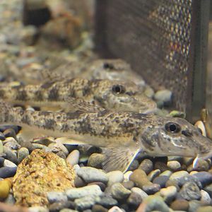Kamatsuka (Pseudogobio esocinus species complex) - Lake Biwa Museum