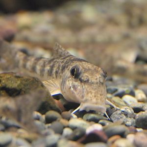 Kamatsuka (Pseudogobio esocinus species complex)  - Lake Biwa Museum