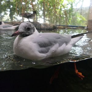 Black-headed Gull (Chroicocephalus ridibundus) - Lake Biwa Museum