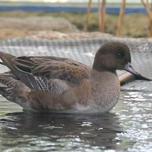 Eurasian Wigeon (Mareca penelope) - Lake Biwa Museum