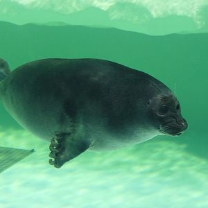 Baikal Seal (Pusa sibirica) - Lake Biwa Museum