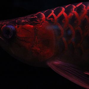 Red arowana (Scleropages legendrei)