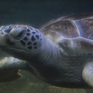 Indo-Pacific green sea turtle (Chelonia mydas 'japonica')