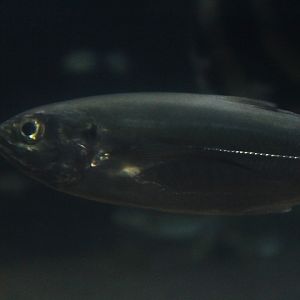 Torpedo scad (Megalaspis cordyla)