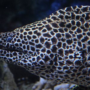 Laced moray (Gymnothorax favagineus)