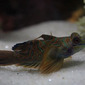 Mandarinfish (Synchiropus splendidus)