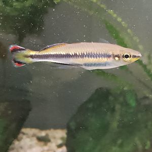 Malagasy rainbowfish 060425