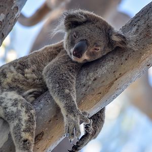 Koala