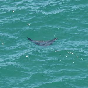 White-spotted Eagle Ray