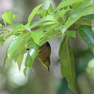 Japanese White-eye (Zosterops japonicus loochooensis)