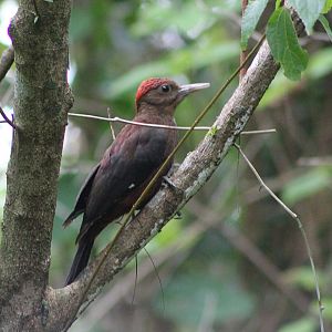 Okinawa Woodpecker (Dendrocopos noguchii)