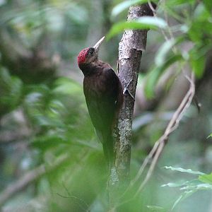 Okinawa Woodpecker (Dendrocopos noguchii)