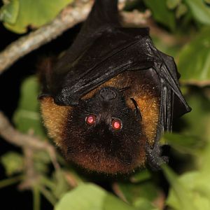 Ryukyu Flying Fox (Pteropus dasymallus inopinatus)