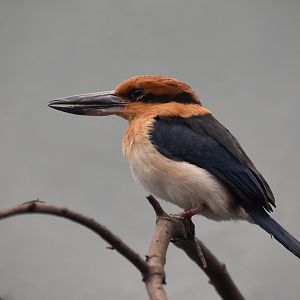 Guam Kingfisher (Todiramphus cinnamominus) female