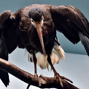 Storm's Stork (Ciconia stormi)