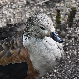 Orinoco Goose (Neochen jubata)