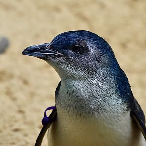 Western Little Penguin (Eudyptula novaehollandiae)