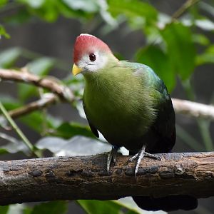 Red-Crested Turaco (Tauraco erythrolophus)