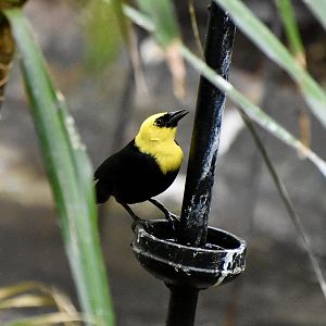 Yellow-Hooded Blackbird (Chrysomus icterocephalus) male