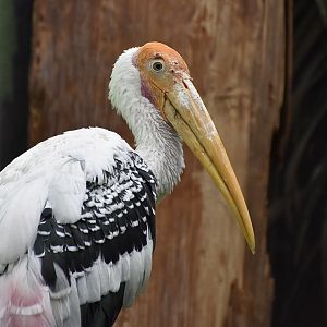Painted Stork (Mycteria leucocephala)