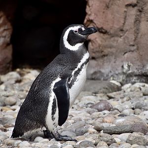 Magellanic Penguin (Spheniscus magellanicus)
