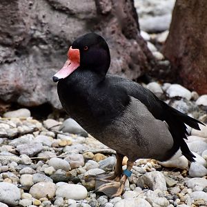 Rosy-Billed Pochard (Netta peposaca) male