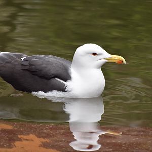 Great Black-Backed Gull (Larus marinus)