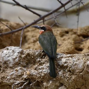 White-Fronted Bee-Eater (Merops bullockoides)