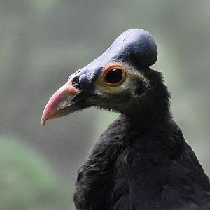 Maleo (Macrocephalon maleo)