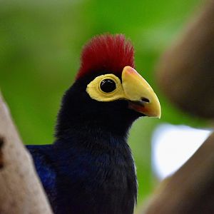 Lady Ross's Turaco (Tauraco rossae)