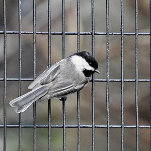Black-Capped Chickadee (Poecile atricapillus atricapillus) - wild