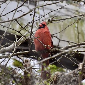 Northern Cardinal (Cardinalis cardinalis cardinalis) - wild male