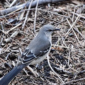 Northern Mockingbird (Mimus polyglottos polyglottos) - wild