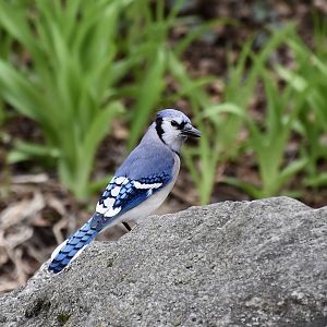 Northern Blue Jay (Cyanocitta cristata bromia) - wild