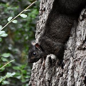 Melanistic Eastern Gray Squirrel (Sciurus carolinensis) - wild