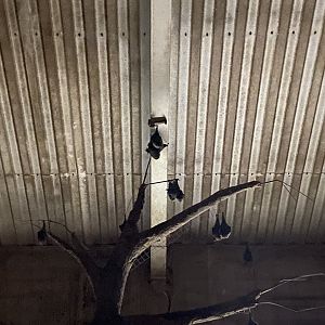 Rodrigues flying foxes