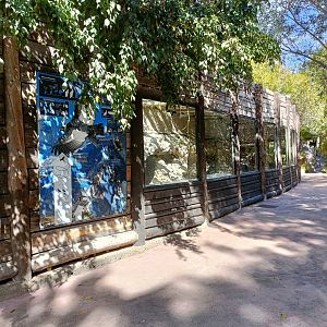 Andean condor exhibit