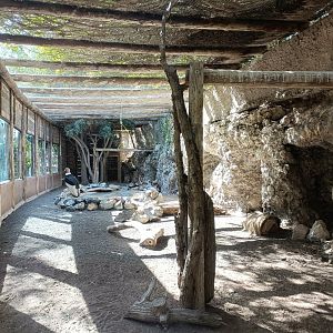 Andean condor exhibit