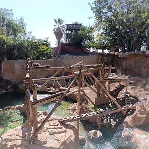 Orangutan and siamang exhibit