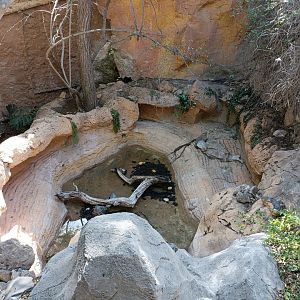 Softshell turtle Exhibit