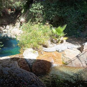 Nile cocodrile exhibit