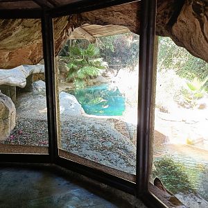 Viewing of nile cocodrile exhibit