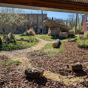 Lions Of Asia Enclosure