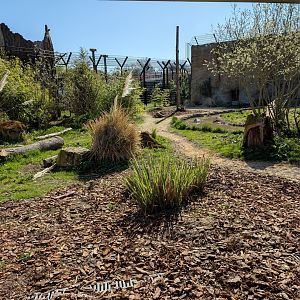 Lions Of Asia Enclosure