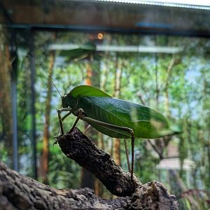 Katydid