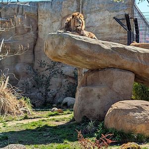 Lions Of Asia Enclosure