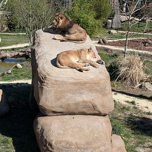 Lions Of Asia Enclosure